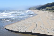 Pescadero SB with piles of Velella 2024-04-09.JPG