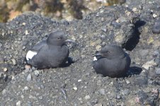 Pigeon Guillemot  2024-04-09.JPG