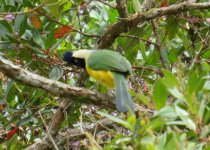 Inca Jays IMG_4378.JPG