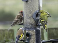 20240412 - Redpoll, Siskins and Goldfinch.jpg