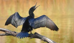 DSC03789 Little Black Cormorant @ Deep Creek bf.jpeg