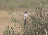 Long Tailed Fiscal Comp.JPG