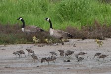 Canada Goose & Long-billed Dowitcher 2024-04-14.JPG