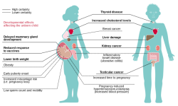 Effects_of_exposure_to_PFASs_on_human_health.svg.png