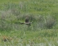 Hen Harrier_Kalloni_160424c.jpg