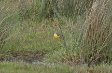 Blue-headed Wagtail 003.jpg