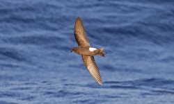 Wilson's Storm-petrel 010.jpg