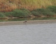 Spur Winged Lapwing_Kalloni_170424a.jpg