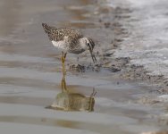 Wood Sandpiper_Kalloni_170424c.jpg