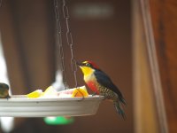Yellow-fronted Woodpecker Comp.JPG