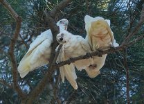 DSC03827 Little Corellas @ Long Reef golf course.jpeg