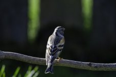 20240416 - Brambling female visiting the garden.jpg