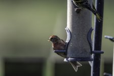 20240416 - Redpoll snacking at the sunflower feeder.jpg