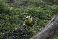 20240416 - Yellowhammer male in the garden.jpg