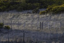 20240417 - Short-eared owl at full distance.jpg