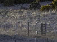 20240417 - Short-eared owl - crop.jpg