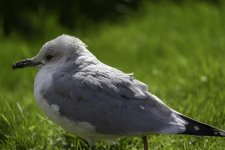 20240415 - Common Gull in the garden.jpg