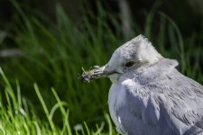 20240415 - Common Gull in the garden - head side.jpg