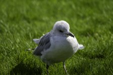 20240415 - Common Gull in the garden - head on.jpg