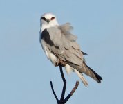 DSC03876 Black-shouldered Kite @ Long Reef GC bf.jpeg