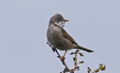 Whitethroat 02.jpg