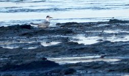 DSC03920 Little Tern @ Long Reef bf.jpg