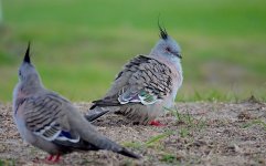 DSC03994 Crested Pigeon @ Long Reeef GC bf.jpg