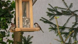 passero - sparrow.jpg