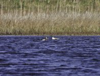 20240419 - Trio of Shovelers at Loch of Kinnordy .jpg