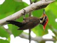 olive-backed woodpecker.jpeg