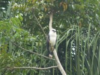 White Hawk 1 crop.JPG