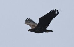 A White-tailed Eagle 011.jpg