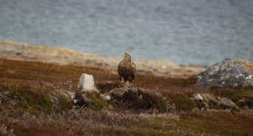 40 - White-tailed Eagle Varanger Fjord.JPG