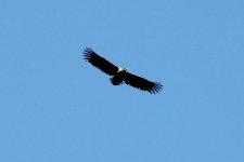 025 White-tailed Eagle.jpg
