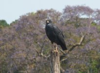 Great Black Hawk 2 Crop.JPG