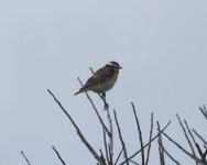 Whinchat_Faneromi_190424a.jpg
