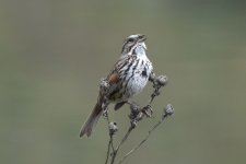 Song Sparrow 2024-04-18.JPG