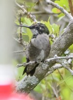 ?Hummingbird-3-5219.jpg