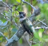 ?Hummingbird-1-5759.jpg