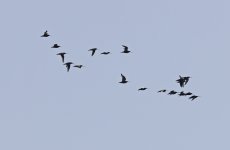 Bar-tailed Godwit 002.jpg