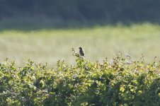 Whinchat 003.jpg