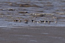 Bar-tailed Godwit 004.jpg