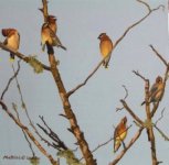 Cedar Waxwings.jpg