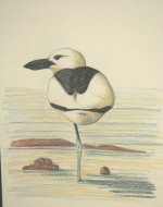 crab plover_1.jpg