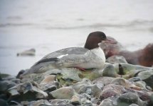 Goosander4.jpg