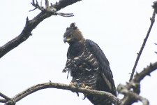Crowned eagle 23.jpg