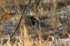 blackThroatedSparrow_X0206_30l.jpg