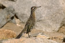 roadrunner_X0208_27l.jpg