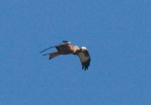 red-kite-jan-17-2009-11.jpg