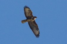 buzzard-jan-17-2009-11.jpg